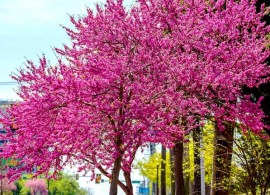 cercis-canadensis-hearts-of-gold-feathered-175-200cm-18l-5262-2 — kopiya7